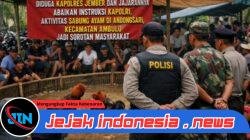 Diduga Aktivitas Sabung Ayam di Ambulu Jadi Sorotan, Masyarakat Pertanyakan Penegakan Hukum