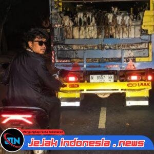 Kembali Tertangkap Kamera, Oknum TNI Diduga Kawal Truk Kambing Masuk Bali, Publik Minta Investigasi Transparan