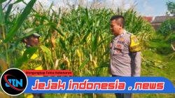 Kawal Swasembada Pangan di Muncar: Bripka Nanang Turun Langsung Cek Kesuburan Jagung Warga