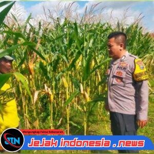 Kawal Swasembada Pangan di Muncar: Bripka Nanang Turun Langsung Cek Kesuburan Jagung Warga
