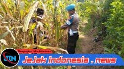 Bukan Cuma Jaga Kamtibmas, Bhabinkamtibmas Polsek Singojuruh Ikut Sukseskan Panen Raya Guna Ketahanan Pangan*