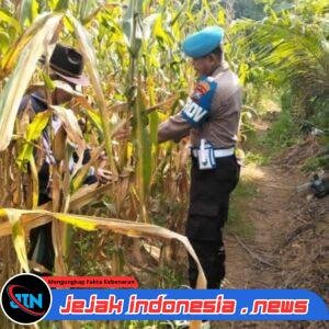 Bukan Cuma Jaga Kamtibmas, Bhabinkamtibmas Polsek Singojuruh Ikut Sukseskan Panen Raya Guna Ketahanan Pangan*