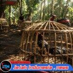 **Diduga Kembali Marak, Aktivitas Sabung Ayam di Desa Lojejer Diminta Ditindak Sesuai Pasal 303 KUHP**