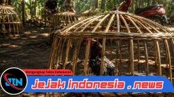 **Diduga Kembali Marak, Aktivitas Sabung Ayam di Desa Lojejer Diminta Ditindak Sesuai Pasal 303 KUHP**
