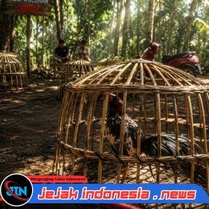 **Diduga Kembali Marak, Aktivitas Sabung Ayam di Desa Lojejer Diminta Ditindak Sesuai Pasal 303 KUHP**
