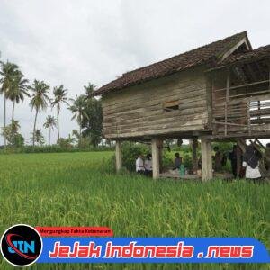 Produksi Beras Banyuwangi Januari Hingga Juni 2026 Surplus 174 Ribu Ton
