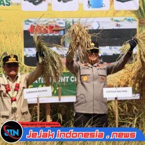 Wujud Sinergi Perkuat Swasembada Pangan, Kapolda Kalteng Panen Raya Padi Bersama Gubernur Di Kapuas