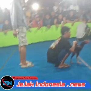 Warga Desa Klurak Sidoarjo Resah Kalangan Sabung Ayam dan Dadu Masih Beraktivitas;Bupati Dan Kapolres Sidoarjo Segera Menindak