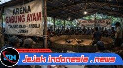Diduga Judi Sabung Ayam di Desa Tanjung Rejo, Kecamatan Ambulu, Kabupaten Jember, Warga Minta APH Bertindak Tegas