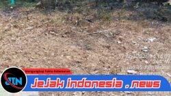 TIM INVESTIGASI TURUN KE KARANGDUREN, DUGAAN JUDI SABUNG AYAM 303 TAK DITEMUKAN