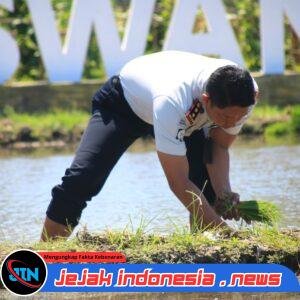 Konsisten Sukses 2 Kali Panen, Lapas Banyuwangi Garap Lagi Padi di Lahan SAE Paswangi