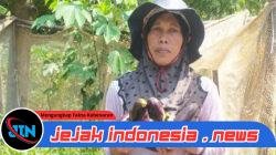 Ancak Agung Dongkrak Serapan Hasil Panen Petani Sayur Jember