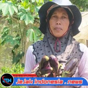 Ancak Agung Dongkrak Serapan Hasil Panen Petani Sayur Jember