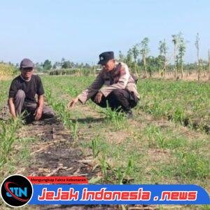 Polresta Banyuwangi Kawal Ketahanan Pangan, Jagung Petani di Purwoharjo Terus Dipantau