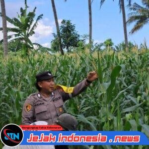 Ladang Menjadi Saksi, Polresta Banyuwangi Bersama Petani Wujudkan Swasembada Jagung
