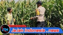 Kawal Panen, Jaga Negeri: Polsek Giri Bersama Petani Perkuat Ketahanan Pangan