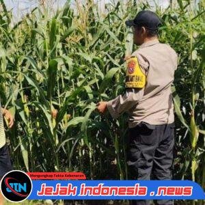 Kawal Panen, Jaga Negeri: Polsek Giri Bersama Petani Perkuat Ketahanan Pangan