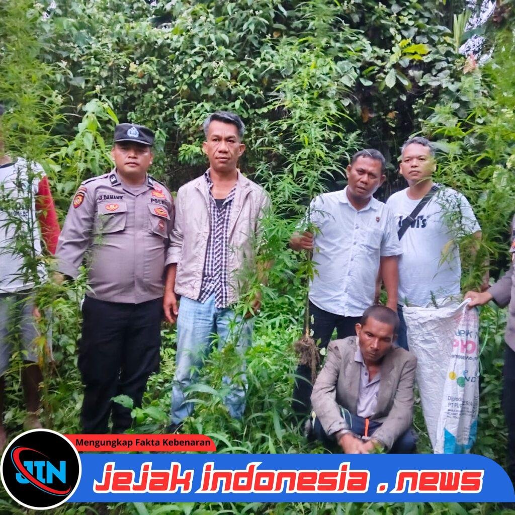 Polres Simalungun Bersama Masyarakat Berantas Narkoba, Ladang Ganja di Panei Terungkap Berkat Informasi Warga