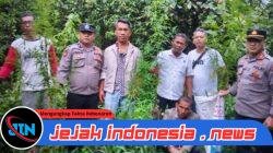 Polres Simalungun Bersama Masyarakat Berantas Narkoba, Ladang Ganja di Panei Terungkap Berkat Informasi Warga