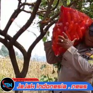Bahu-Membahu di Ladang Jagung, Jajaran Polresta Malang Kota Bersama Warga Wujudkan Ketahanan Pangan
